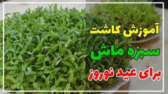 چگونه یک سبزه شیک برای عید نوروز برویانیم؟!!