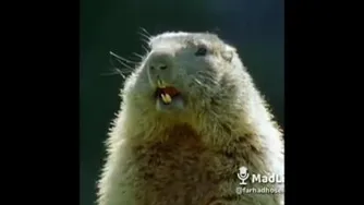 صداگذاری باحال دوبله مشهدی😂😂😂😂😂