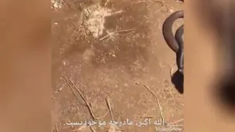 ببینید مرغ چه جور از تخم هاش مواظبت می کنه
