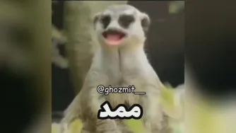 ممد