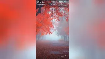پاییز زیبا