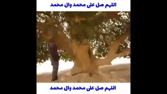 درخت خشکی که پیامبر وسط بیابان تکیه داد وزنده شده همچنان سیز هست .....