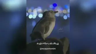 طرف باید اهلت باشه