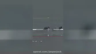 گرگ زده به گله و چوپان تک تیرنداز👌👌