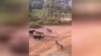 حمله چند سگ به مار چند متری😱😱😔