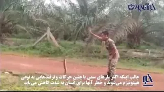 راهکار گرفتن یک مار کبری بزرگ توسط یک سرباز