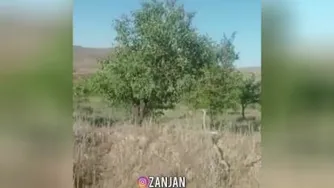 مار بزرگ