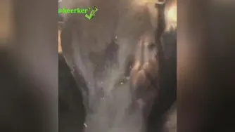 اشکهای یه گاور در هنگام ورود به کشتارگاه😞