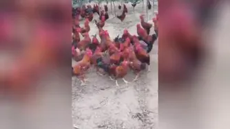 یدونه مرغو میندازه وسط کلی خروس..بیچاره چه گنگ بن