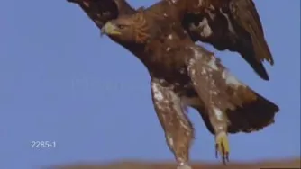 عقاب طلایی