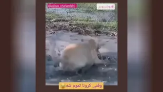 وقتی کرونا تموم شه