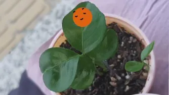 پرتقال شهسواری و نهالش