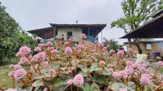 گل گشت .خانه بوم گردی کندوج.بهار