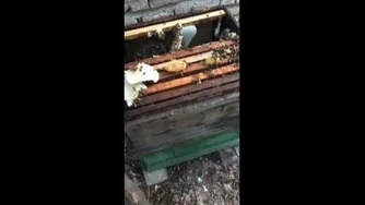 🐝🐝عسل ارگانیک با موم طبیعی