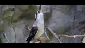 اینجوریا اب نمک قرقره کنید🤪🤪