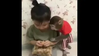 monkeys