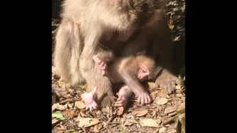 monkeys
