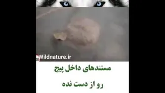معجزه ی خداوند_این کلیپ رو حتما ببینید
