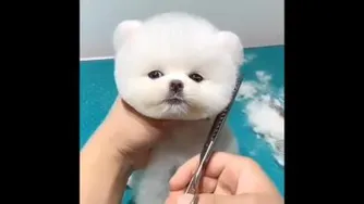 از این سگ ها دوست دارید😍