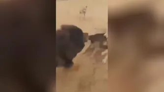 سگ قلدر