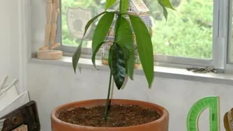 آموزش تصویری کاشت درخت انبه در خانه