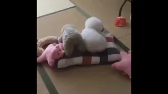 سگ خنگول باحال
