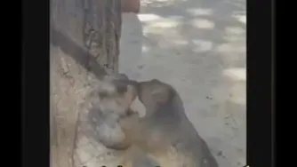 دوبله فوق العاده