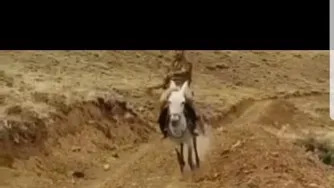 ببین و بخند