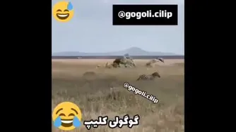 حیوانات