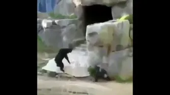 حسوانات