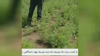 رضایت مندی کشاورزان از کشت سیاه دانه در گرگان