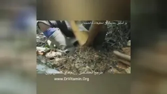 نحوی تولید دارچین.