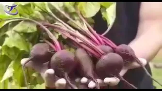 خواص گیاهان دارویی چغندر