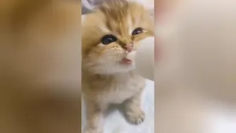 مثل من میخوره خیلی گوگولی