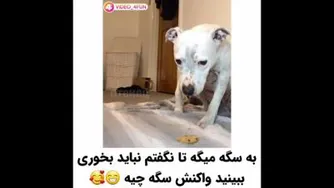 #سگ ها فهمیده اند