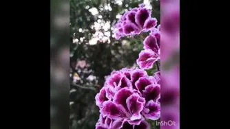 زیبا
