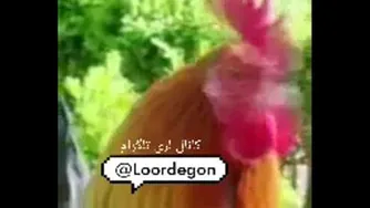 طنز لری