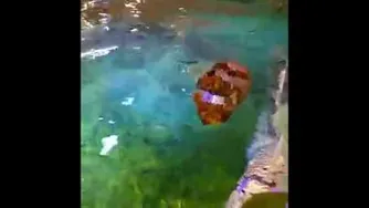 ماهی ربات
