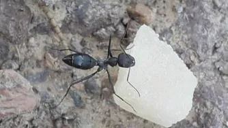 مورچه