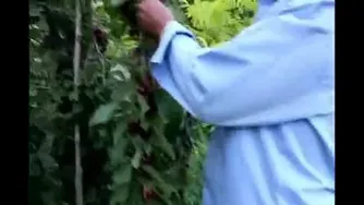 برداشت گیلاس