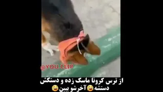 سگه_ماسک_دستکش_زده_کرونا_نگیره