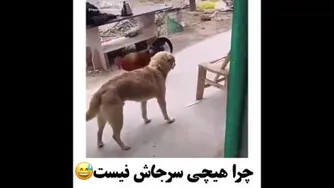 جنگ بین خروس سگ