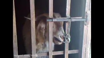 گوسفند باهوش
