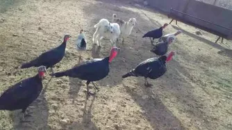 بوقلمون