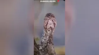 دیدنیها