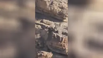 جدال پلنگ و کل