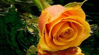 مو زیک مهدی جهانی