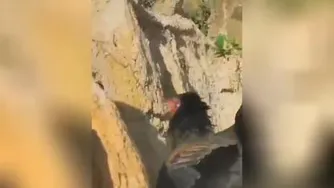 ببین چطور دهن عقابه باز موند😂🤭