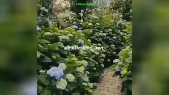 سحر بلبل حکایت با صبا کرد