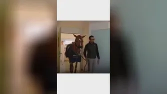 اسب مهربان